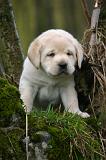 LABRADOR 1305